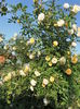 ghishlaine de feligonde (3)