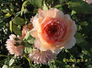 Grace