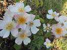 Lyda rose (4)