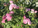 Mary rose