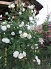 Mme Plantier (5)