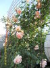 Morgengruss (7)
