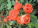Orange Morsdag
