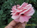 Persian Mistery (4)