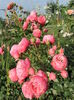 Pomponella