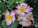 Robe Fleurie (1)