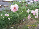 SAM_4920