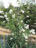 SAM_5240