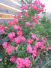 SAM_5360
