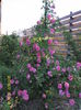 SAM_5363