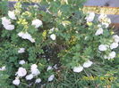 SAM_5374