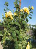 SAM_5957