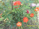 SAM_7080