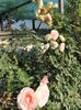 SAM_7086