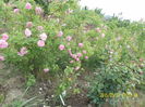 SAM_5299