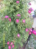 SAM_5677