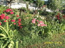 SAM_6491