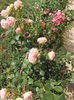 SAM_6519