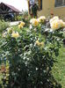 SAM_6703