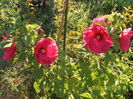 SAM_6895