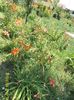 SAM_6826