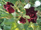 Black Baccara (4)