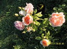 SAM_6908