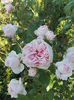 SAM_5926