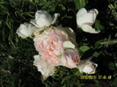 SAM_6046