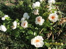 Jacqueline du Pre (2)