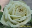 Lovely Green (5)