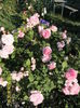 SAM_5800