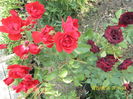 Centenaire de Lourde Rouge si Black Baccara