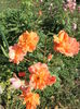 SAM_6530