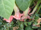 SAM_0157
