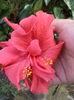 DSC04887