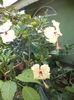 DSC04898