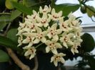 hoya australis poza net