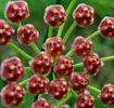 hoya gracilis memoria poza net