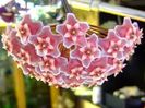 Hoya pubicalix silver pink poza net