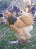 DSCF5895