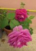 village-de-saint-yrieix rose