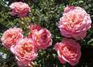 Jubilee Celebration