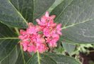 hortensie schloss wackerbarth