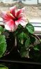 IMG-20150920-WA0004