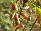malus Pomzai