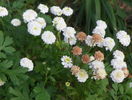 tanacetum parthenium