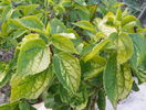 philadelphus aureus