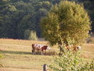 madame La Vache