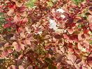 berberis Golden Ring